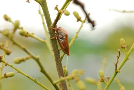 荔枝椿 象 受干擾時會分泌臭液，觸及皮膚會造成紅腫或灼傷。
