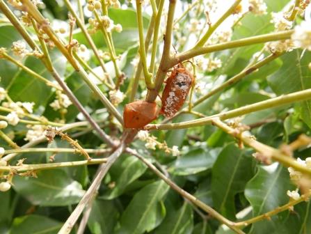 4 - 5 月為荔枝椿 象 交配盛期，請提早進行防治。 