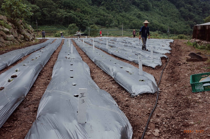 圖 1. 尖石鄉那羅地區丹參種植情況 