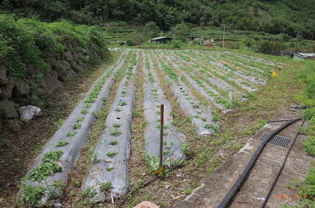 圖 2. 丹參生長情況（種植後 2 個月） 