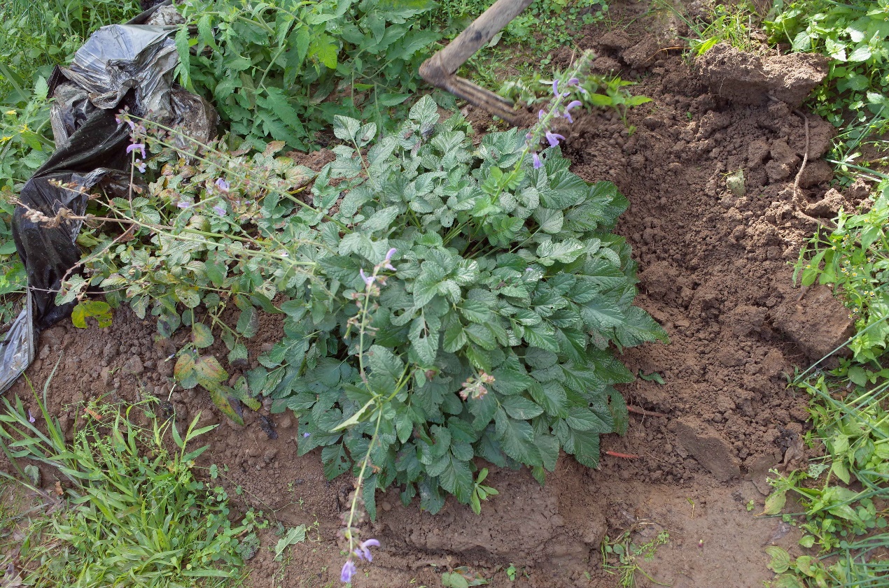 圖 3. 丹參生長型態，葉對生羽狀複葉 