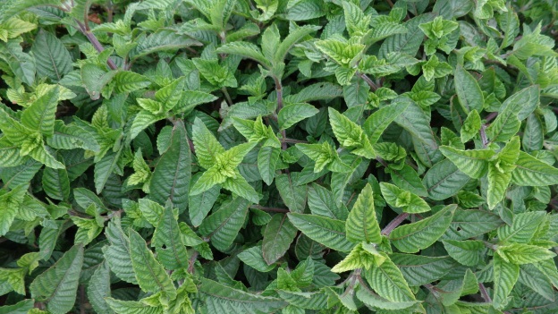 香氣濃之仙草品種桃園 2 號 ( 香華 )