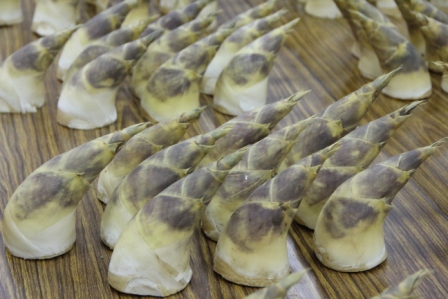 綠竹筍選購原則 : 白、彎、短、肥、像牛角 