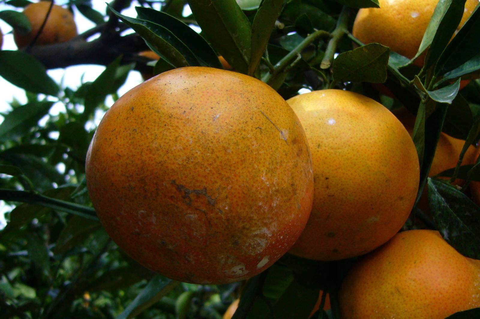 海梨柑寒害造成果實底部皺縮軟化