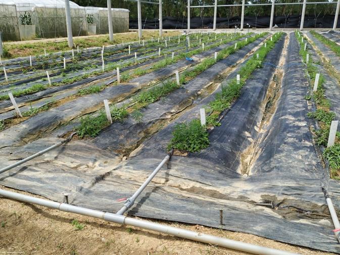 圖3、採用累積光度值自動感測以管線灌溉根部,節約用水。