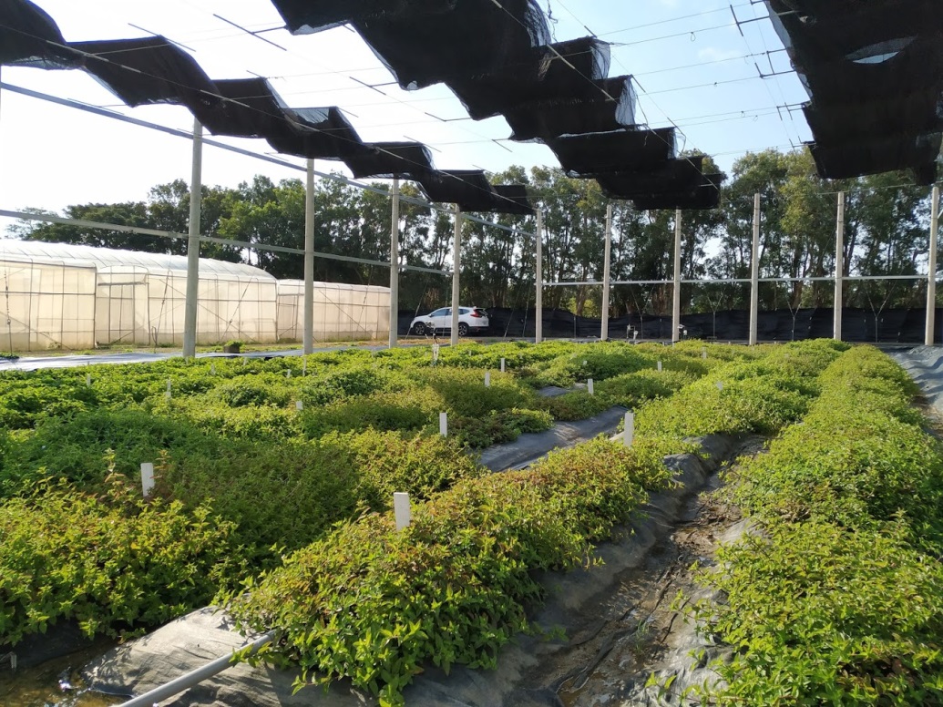 圖4、模擬立柱營農型太陽光電試驗場之仙草及魚腥草，採用自動監控灌溉，生育狀況良好。