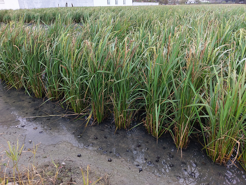 二期稻作後期田中大量福壽螺將陸續於土中蟄伏越冬