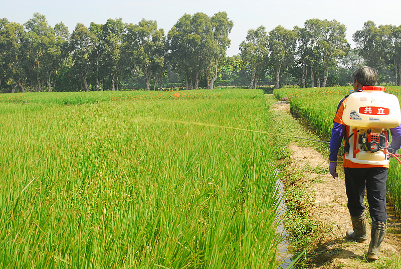 二期稻作乳熟期進行防壽螺防除操作
