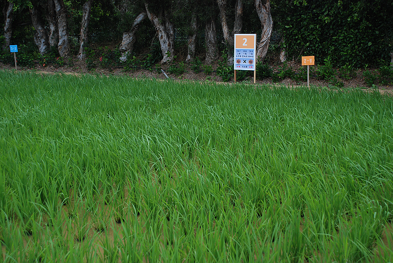 二期稻作乳熟期及來年一期稻作插秧後各施藥處理1次，插秧後2週秧苗被害率及缺株率最低