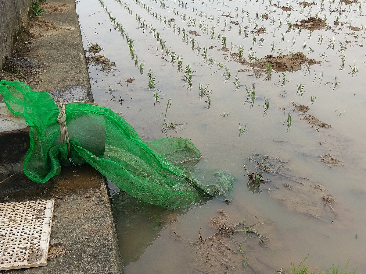 入水口以圍網阻隔螺體隨灌溉水流入本田之福壽螺