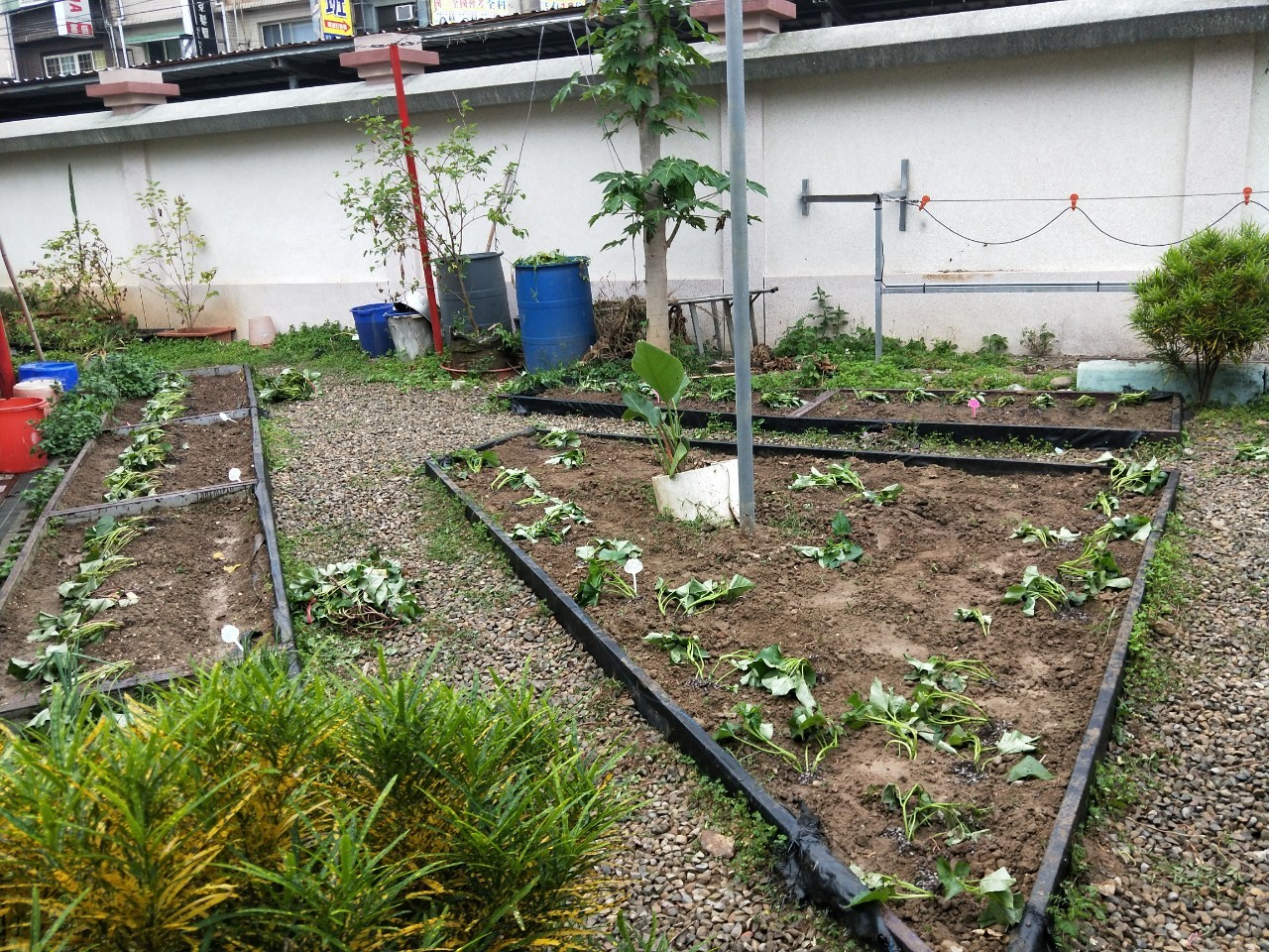 圖4.種植期，以扦插方式將不同品種的甘藷苗分區種植，運用澆水管理模組進行遠端水分控制。