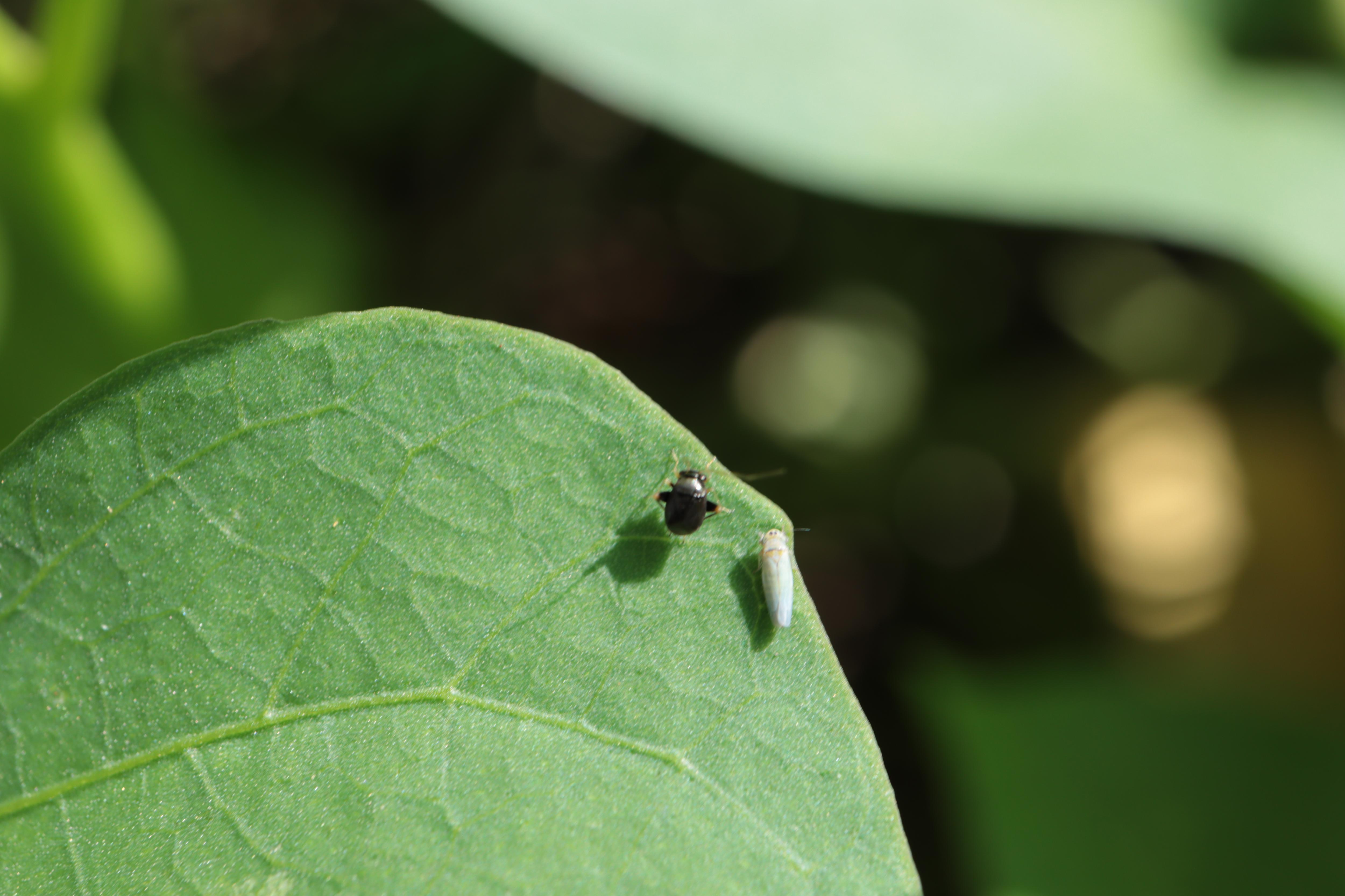 圖6.生育期，病蟲害發生時，則以LINE病蟲害諮詢診斷服務進行線上諮詢，發現有蕹菜小金花蟲、跳盲蝽等蟲害發生，專家建議以菸草浸出液進行防治。
