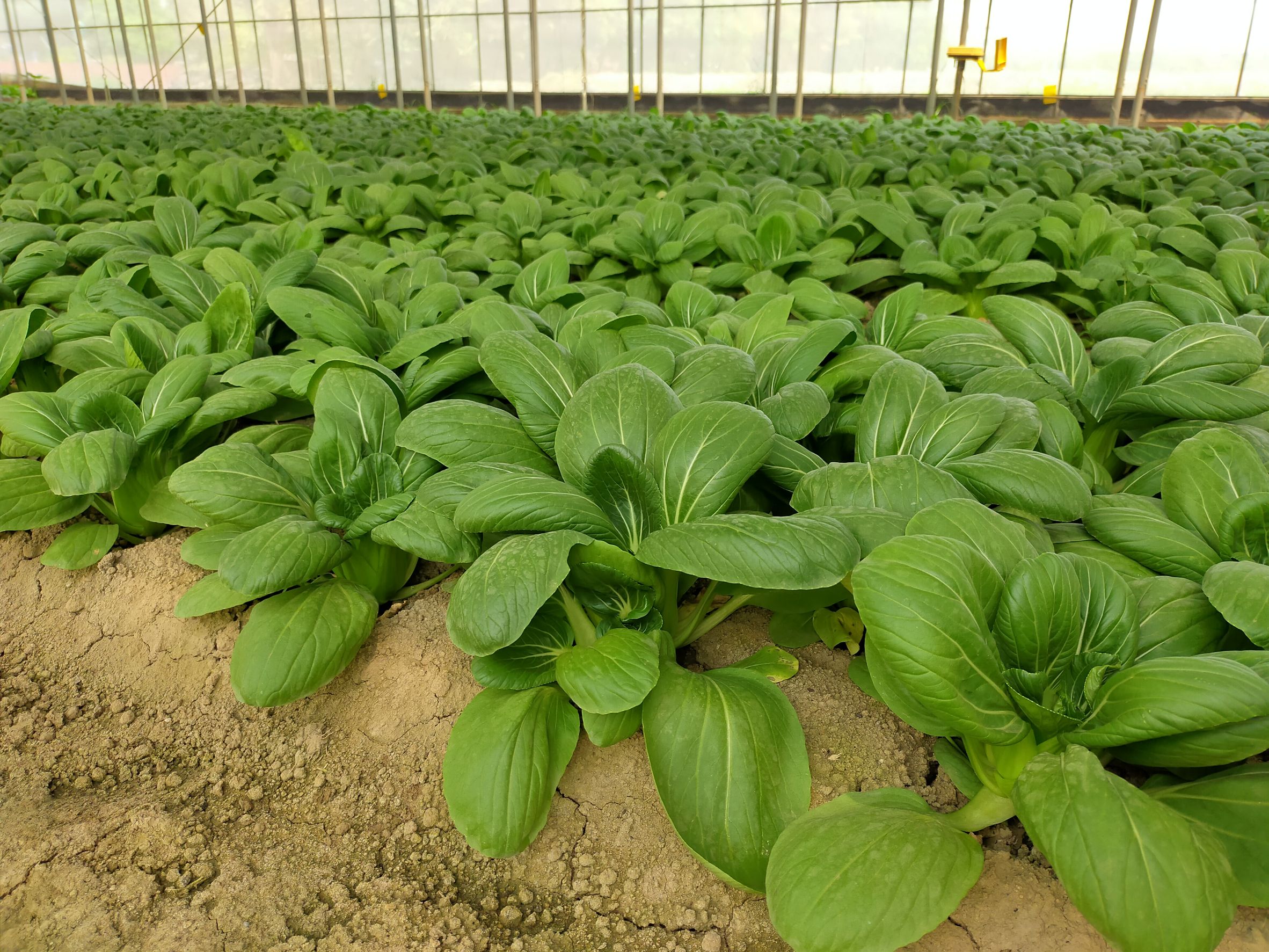 已達商品價值之葉菜產品，應儘速採收並貯放於冷藏設備中，以減少損失