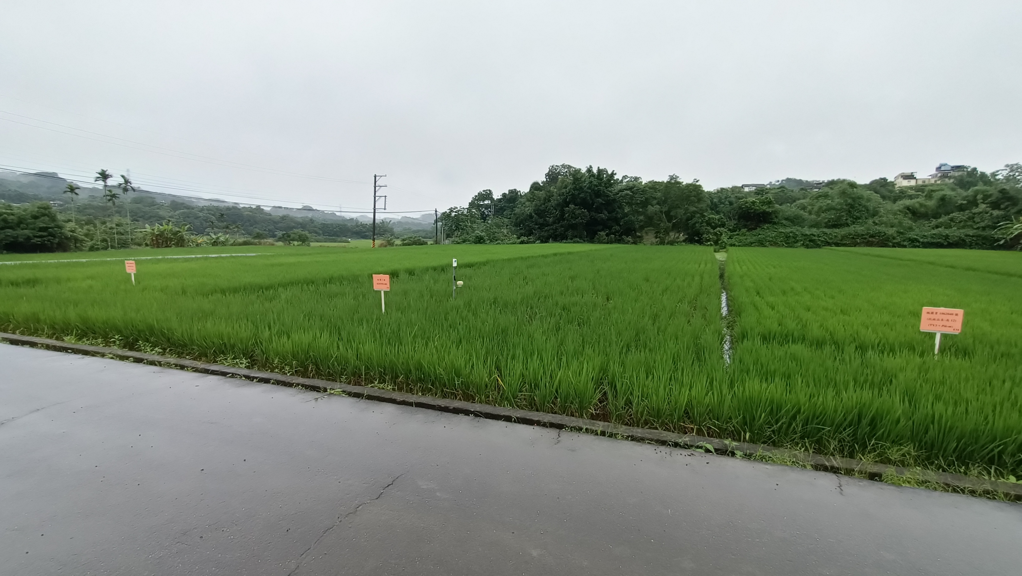 水稻抗稻熱病新品系(左: 桃園育 1062013 號；右：桃園育 1062040 號)田間試種及抗病能力驗證
