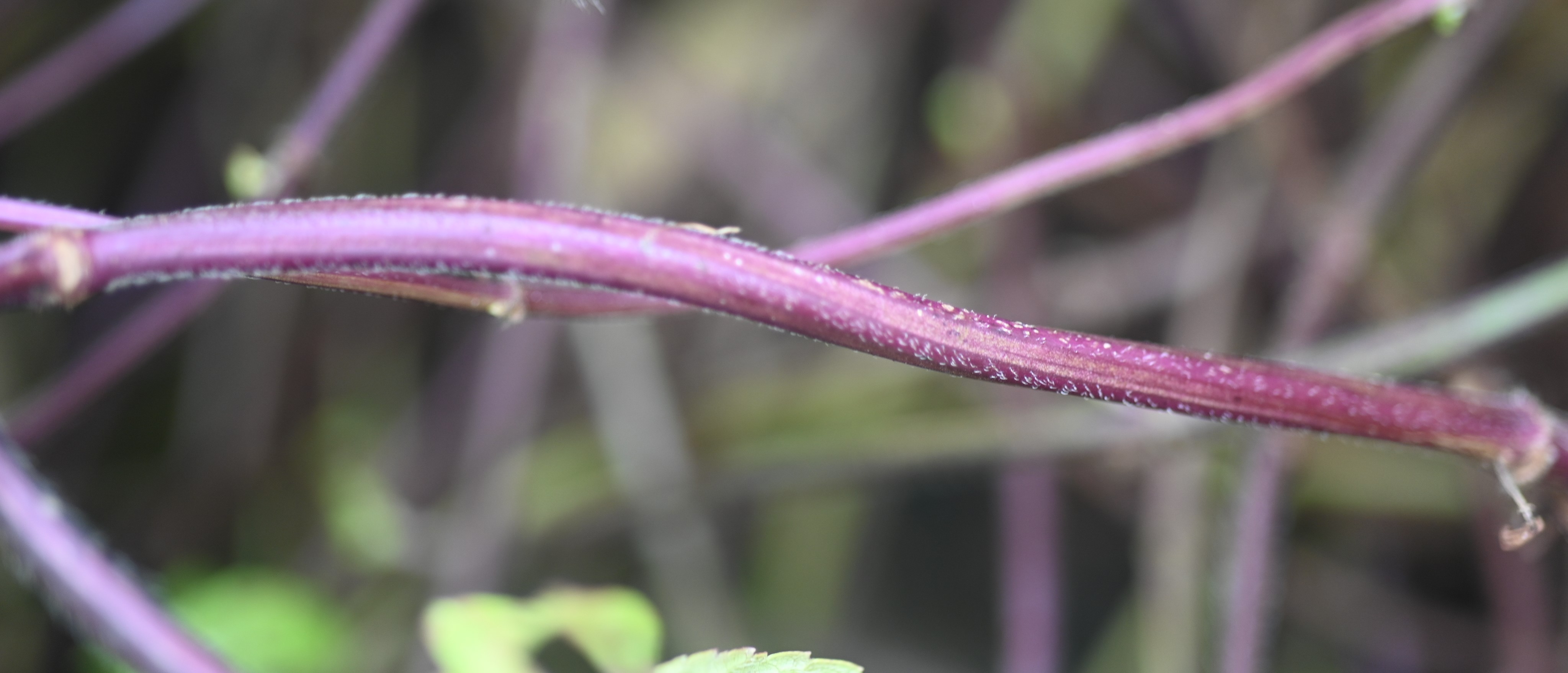 仙草新品種桃園3號-仙豐之莖呈紫紅色。