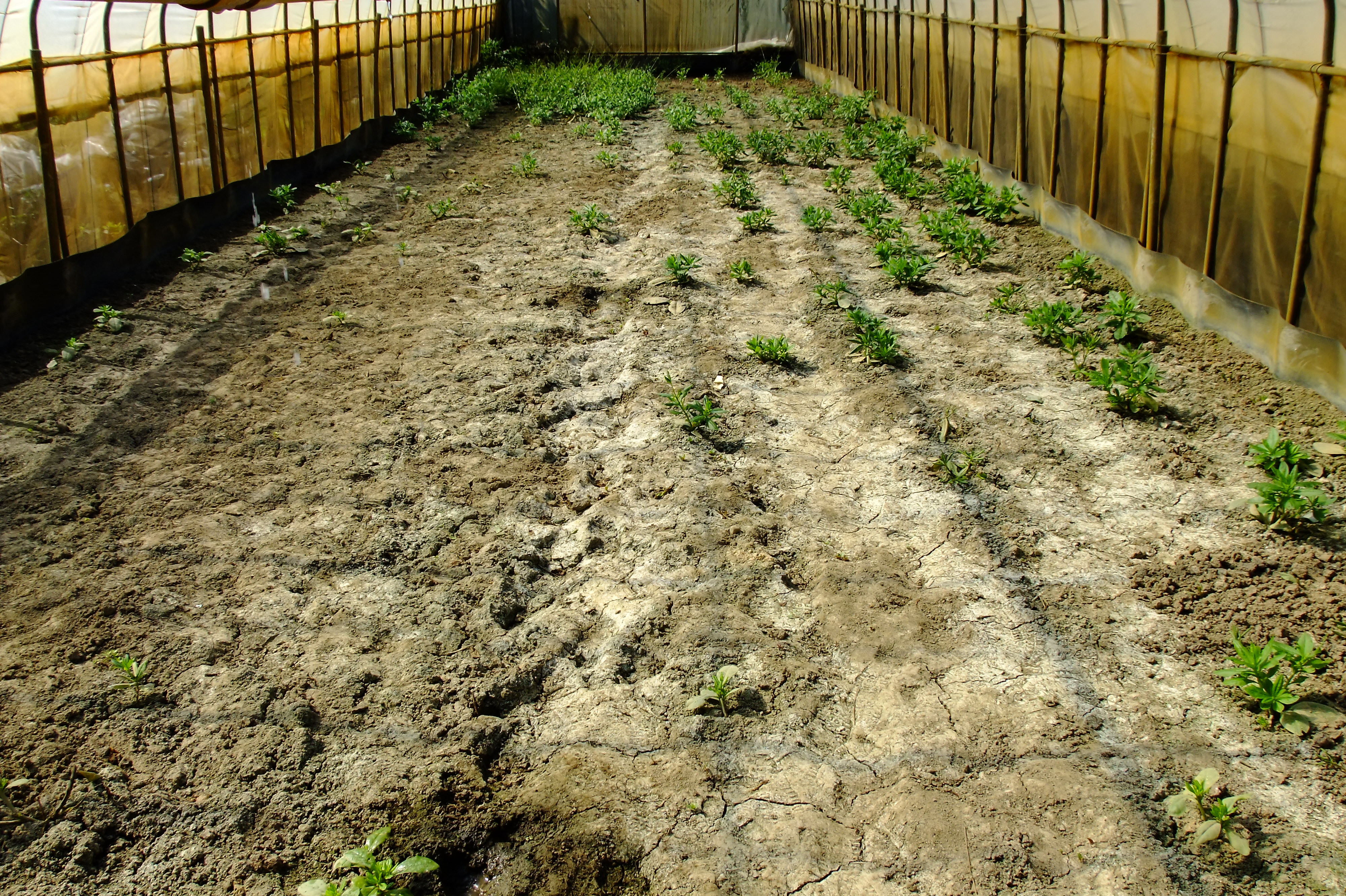 圖1.設施栽培施肥不當造成鹽害問題   