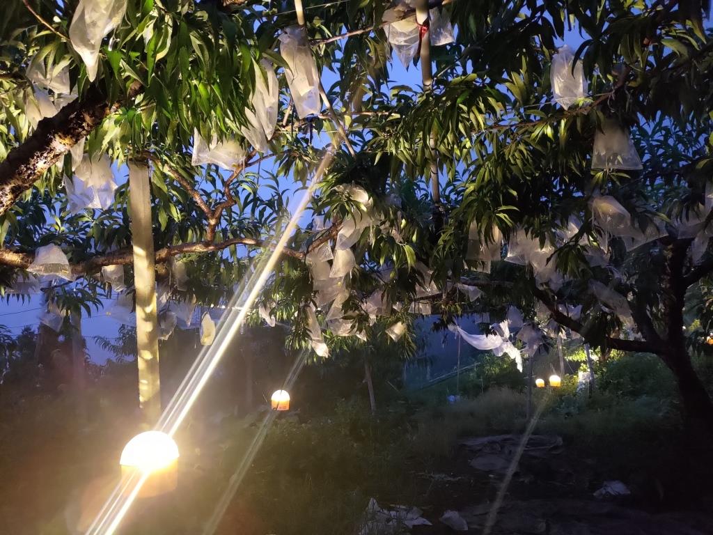 圖3、「旋轉式避蛾燈」用於水蜜桃果園讓吸果夜蛾不敢來危害果實
