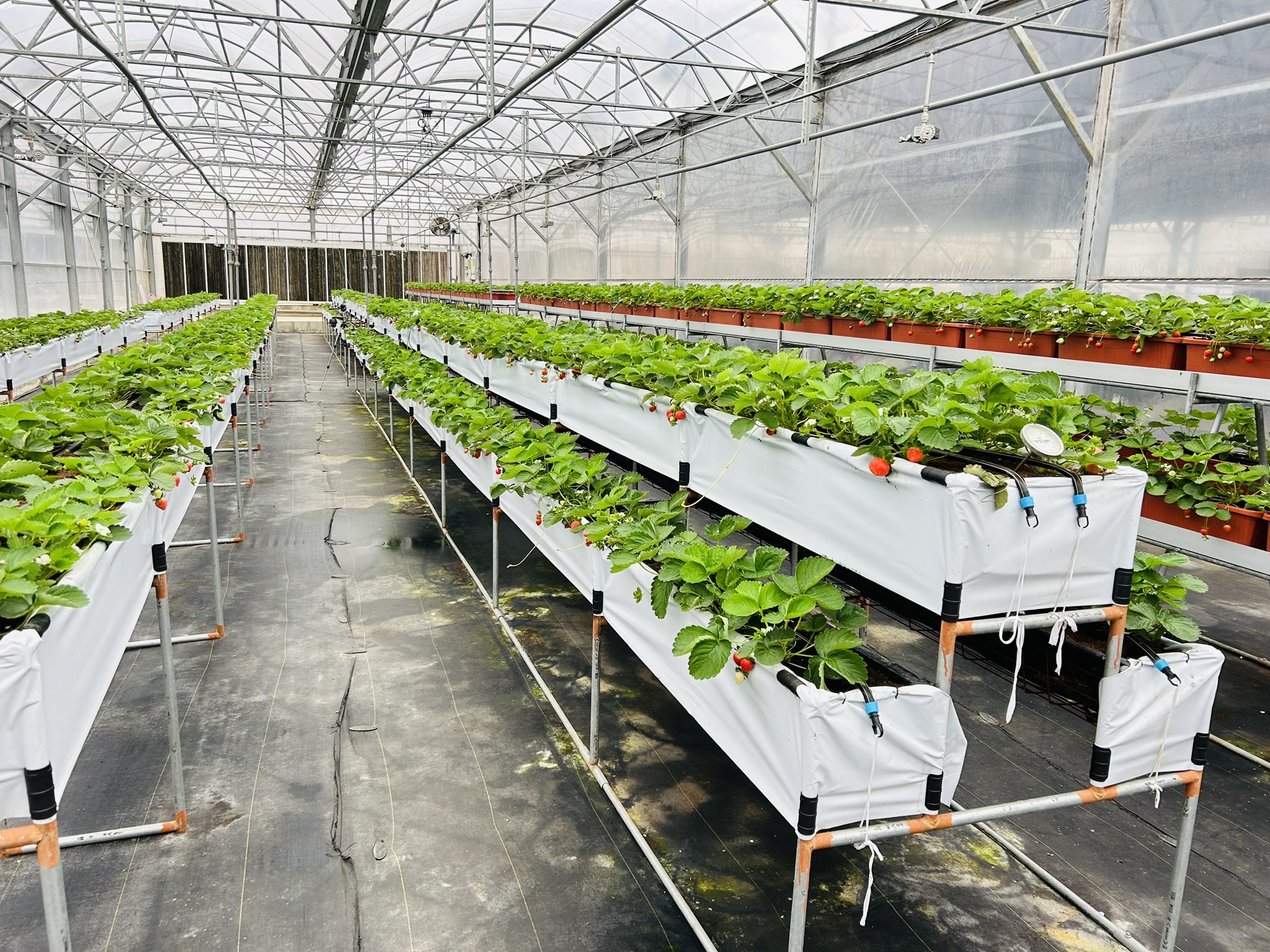 圖一、不同型式草苺立體化床架