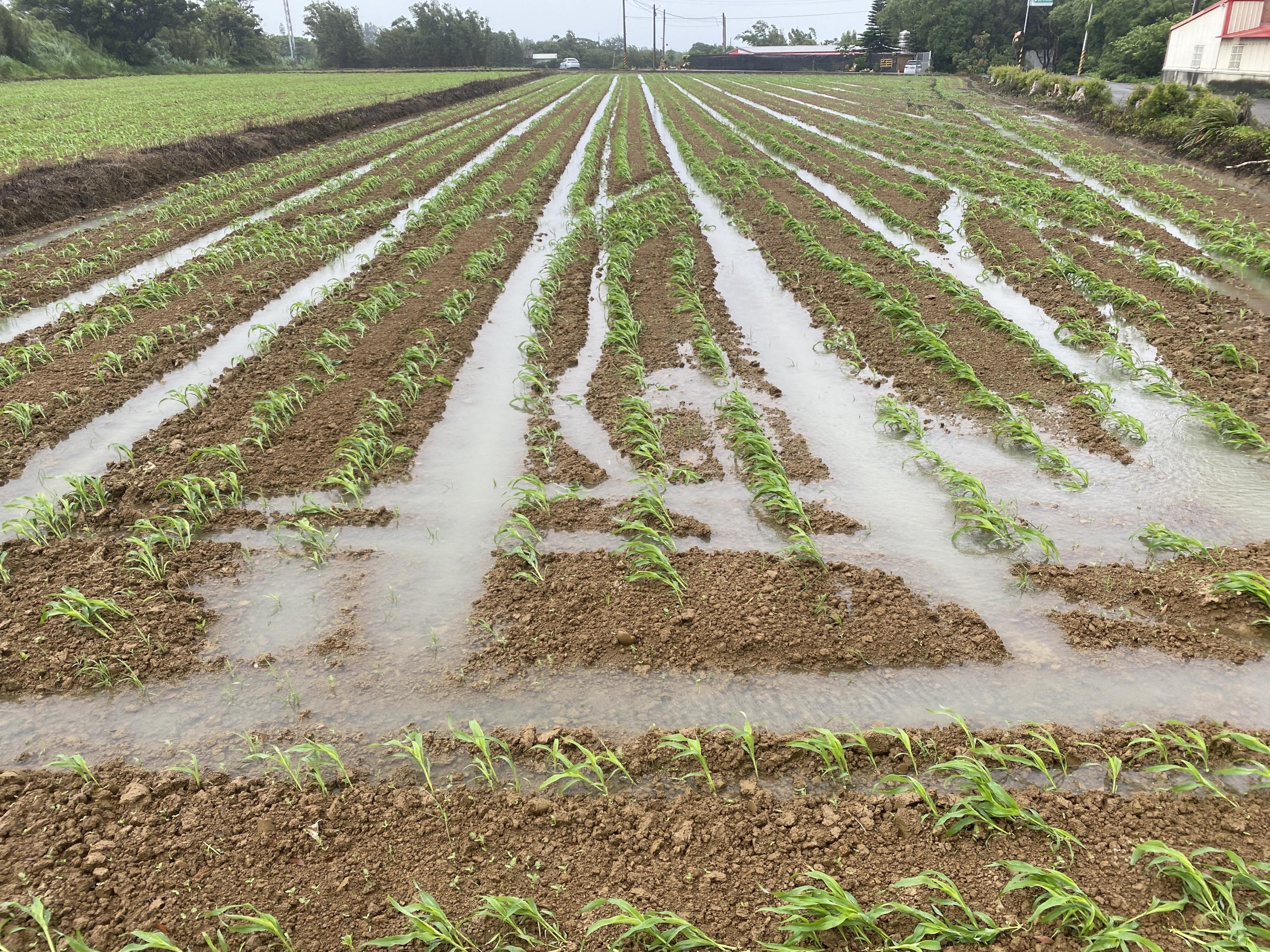 2.高粱生育初期雖因降雨造成田間浸水，部分植株傾斜與下位葉黃化，但加強排水後續恢復生長後仍可收穫。
