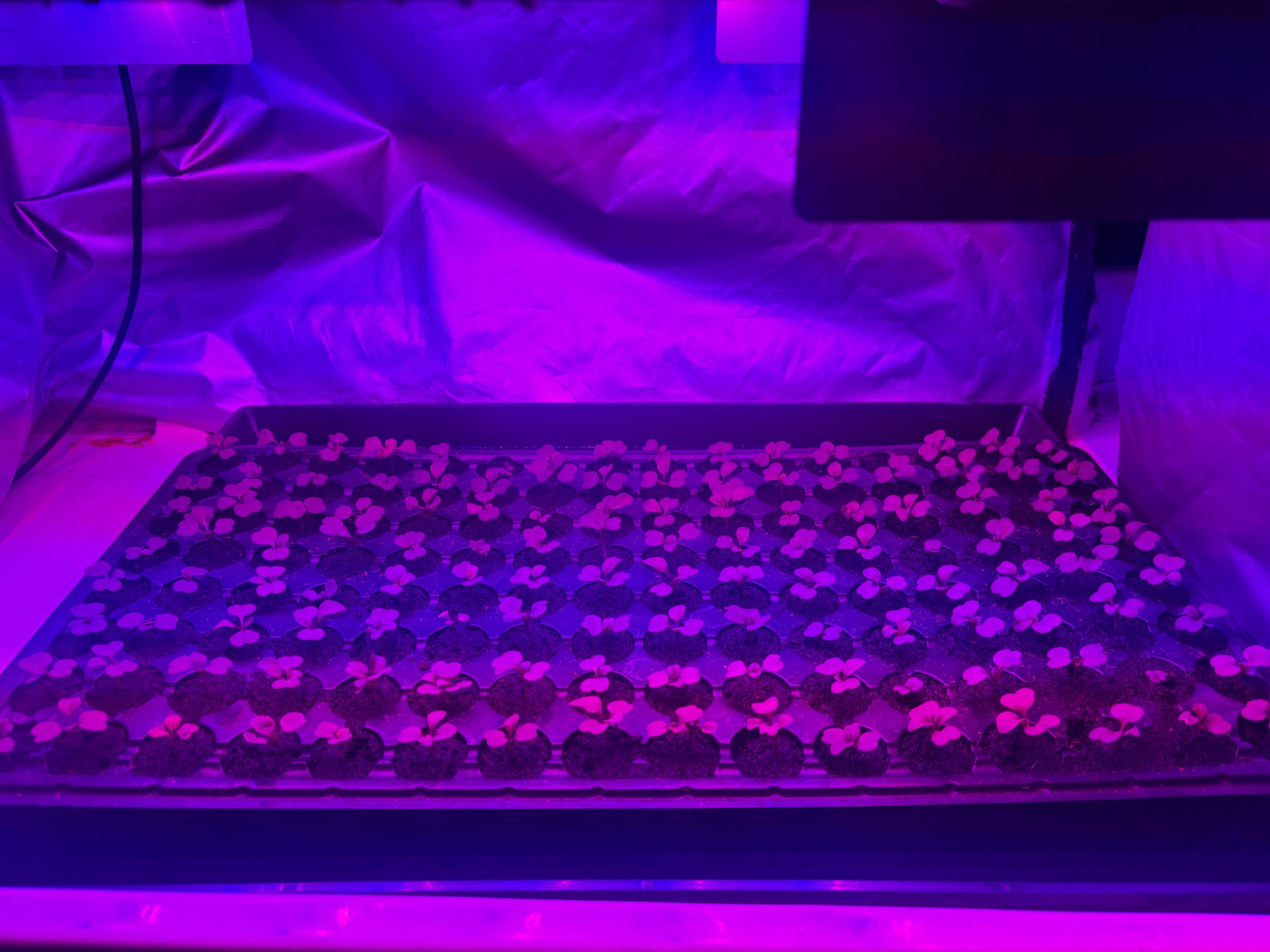 圖二、以特定紅藍光比例照射芝麻菜，有較佳的生物量及總酚類化合物含量