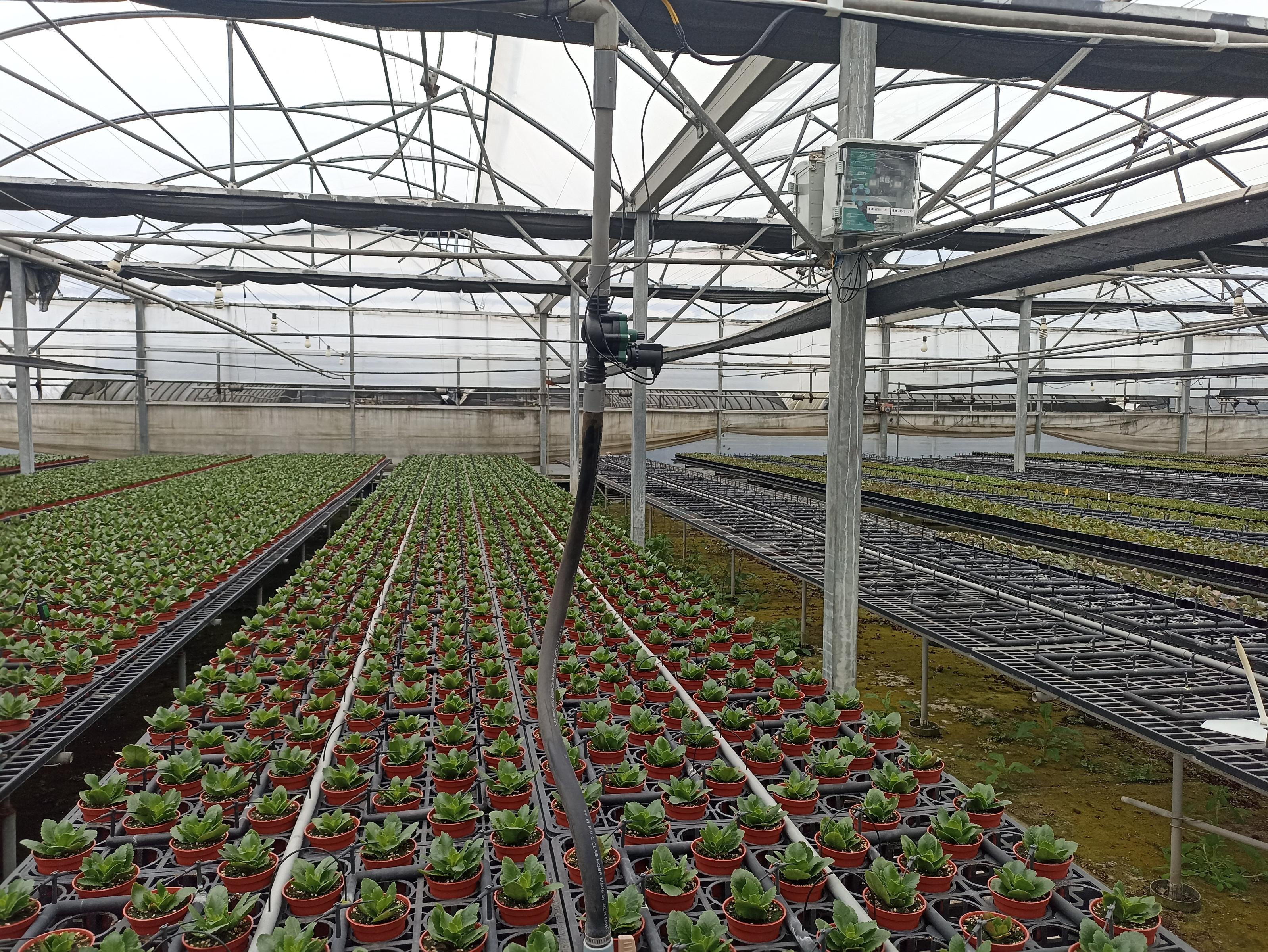 圖2.詰雅花卉農場建置智慧灌溉系統,栽培長壽花。