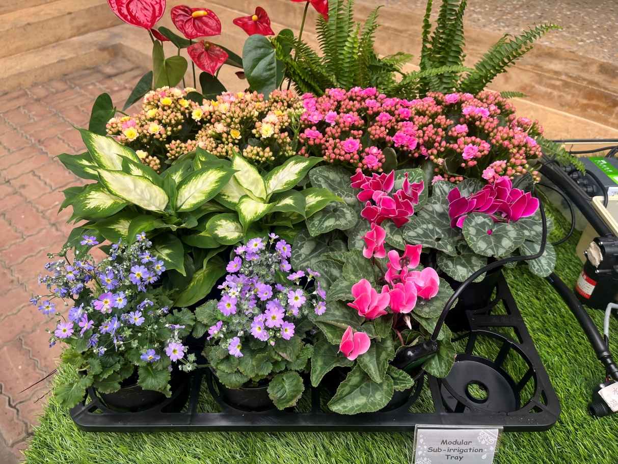 圖2.新規格4寸盆花運用底部灌溉栽培端盤串接管路及感測控制器灌溉。