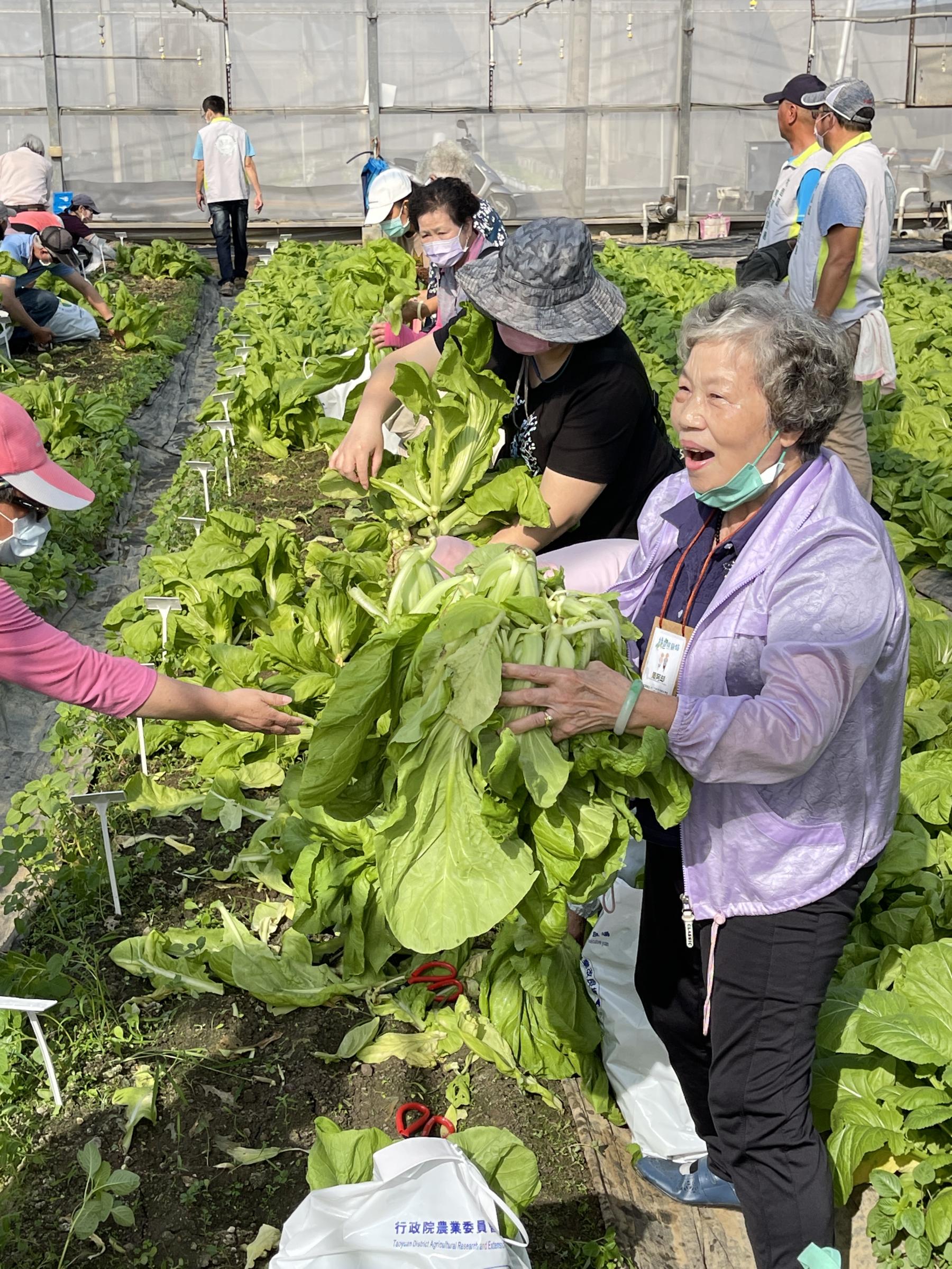 圖5.自己採的蔬菜，碩大肥美又新鮮！(三峽區農會綠照站)