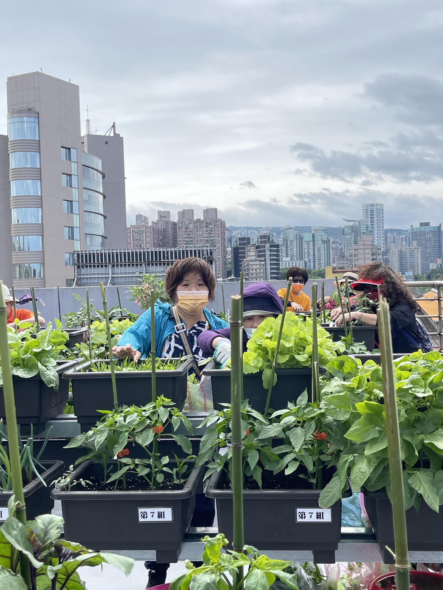 圖4.高床栽培蔬菜，採收不必擔心腿腳不便，輕鬆又開心！(淡水區農會綠照站)