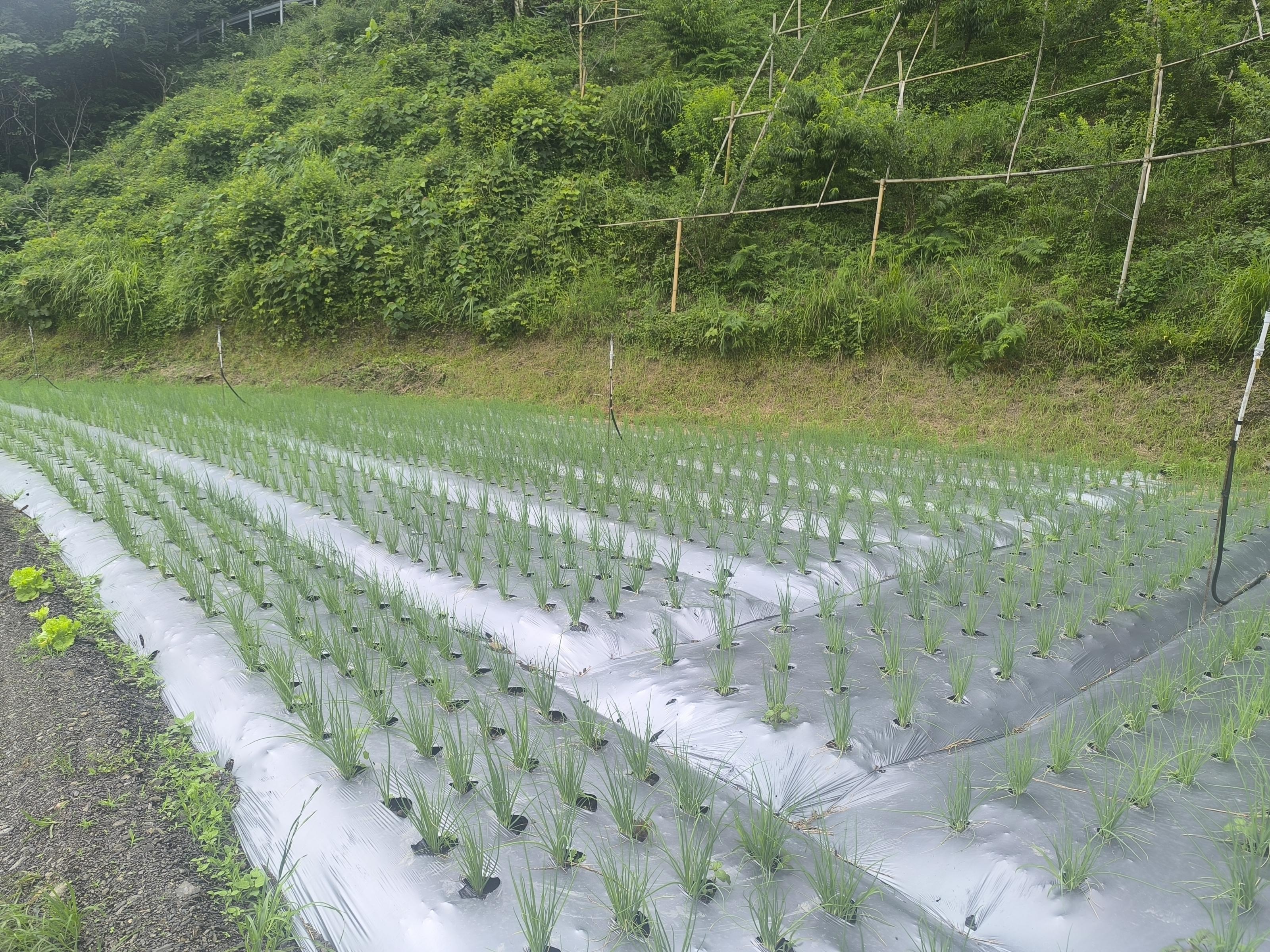 圖一、利用健康青蔥穴盤苗移植至甘藍輪作田區栽培的預防模式。
