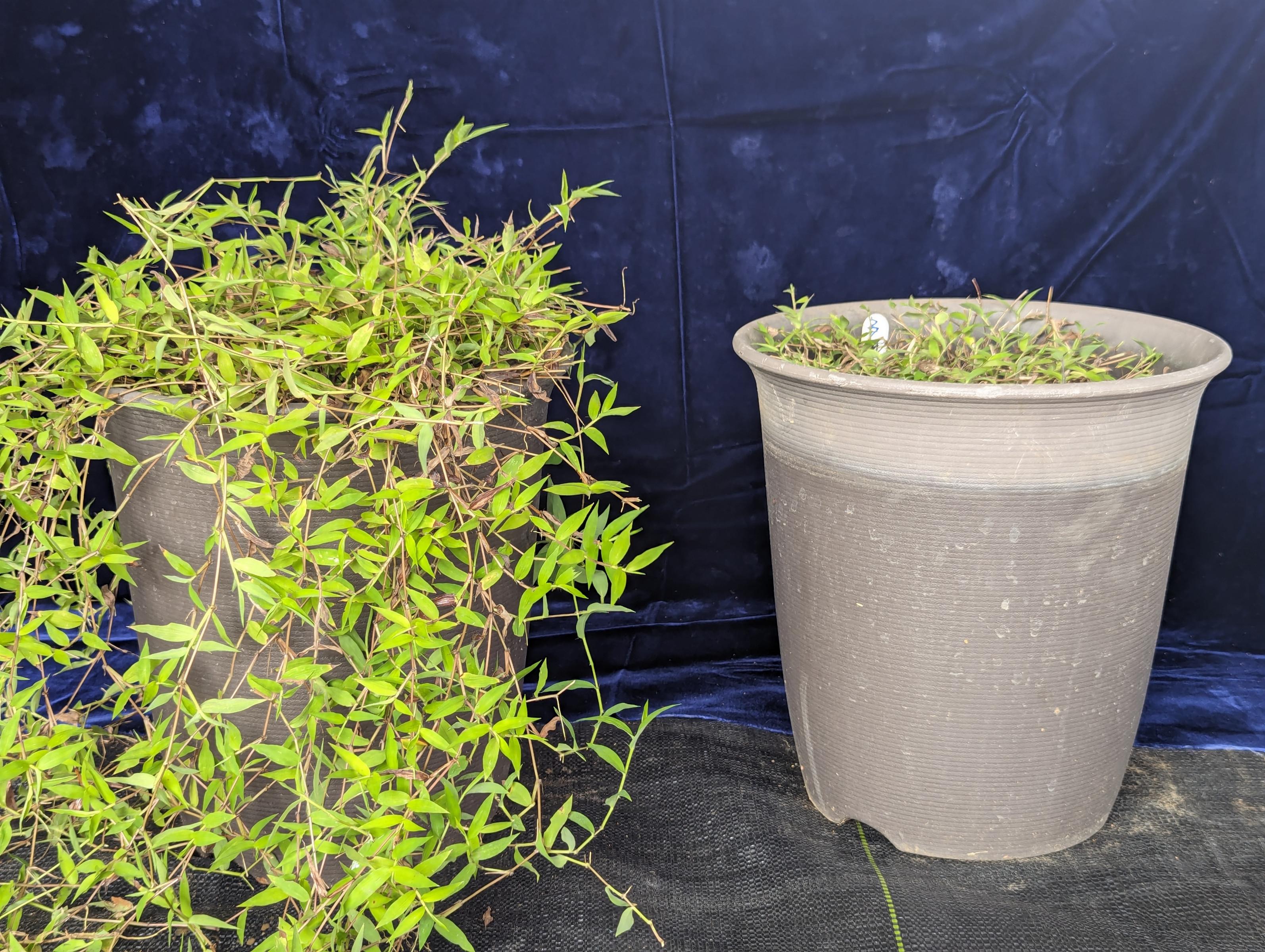 圖1、盆植目標草種(散穗弓果黍)，觀察根系生長及量測生長量