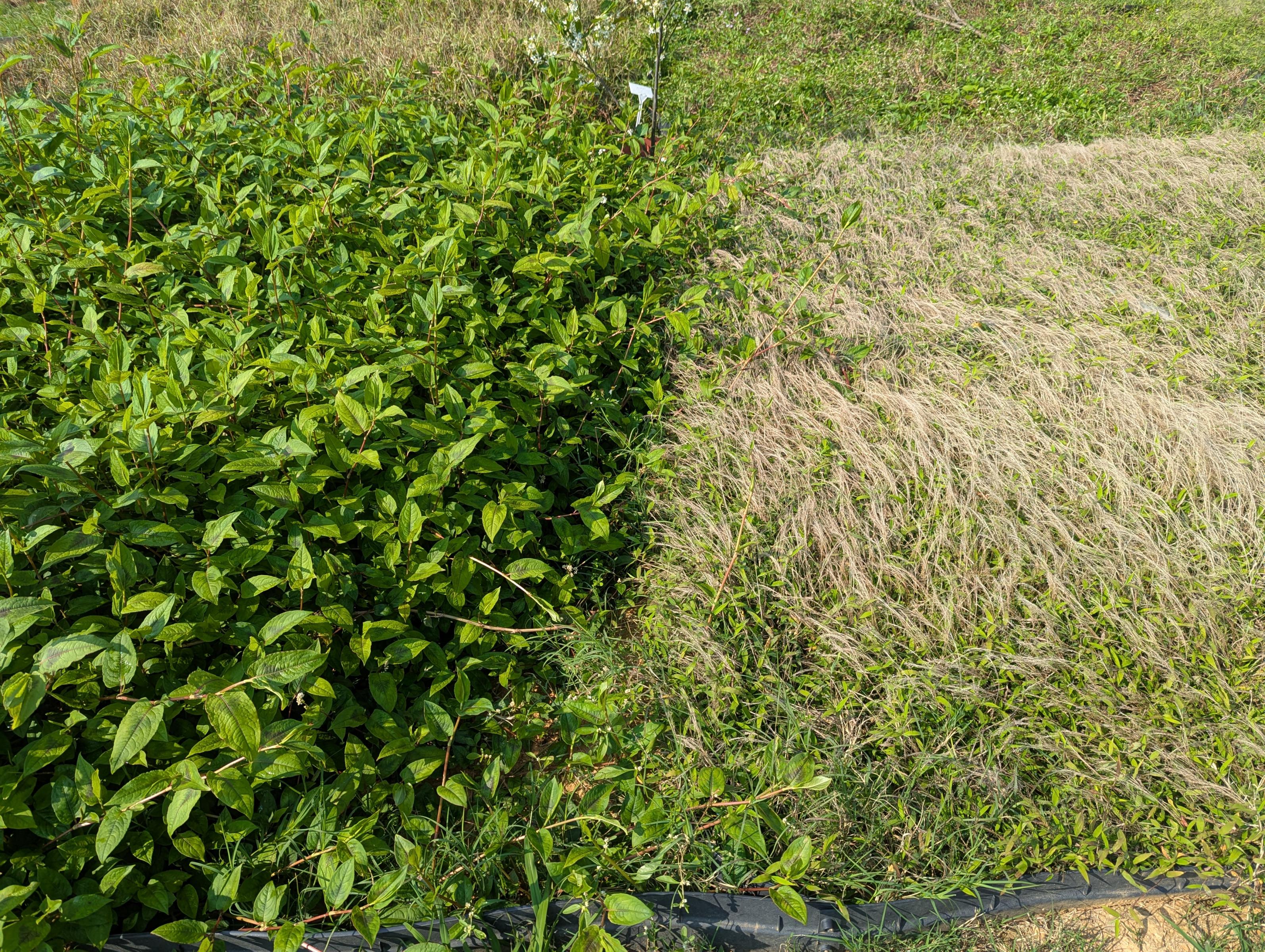 圖2、種植目標草種後定期檢測土壤有機碳儲量變化(左側為火炭母草，右側為弓果黍)