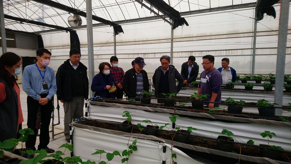 草菓農場主人馮智敏(右前1)介紹本場研發自動灌溉系統在草苺育苗上的應用。