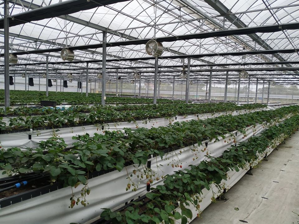 草菓農場草苺採高架介質栽培，搭配該農場自行研發LORA控制模組，遠端控制灌溉、內循環扇及天窗，2分地溫室共設置46個控制點。