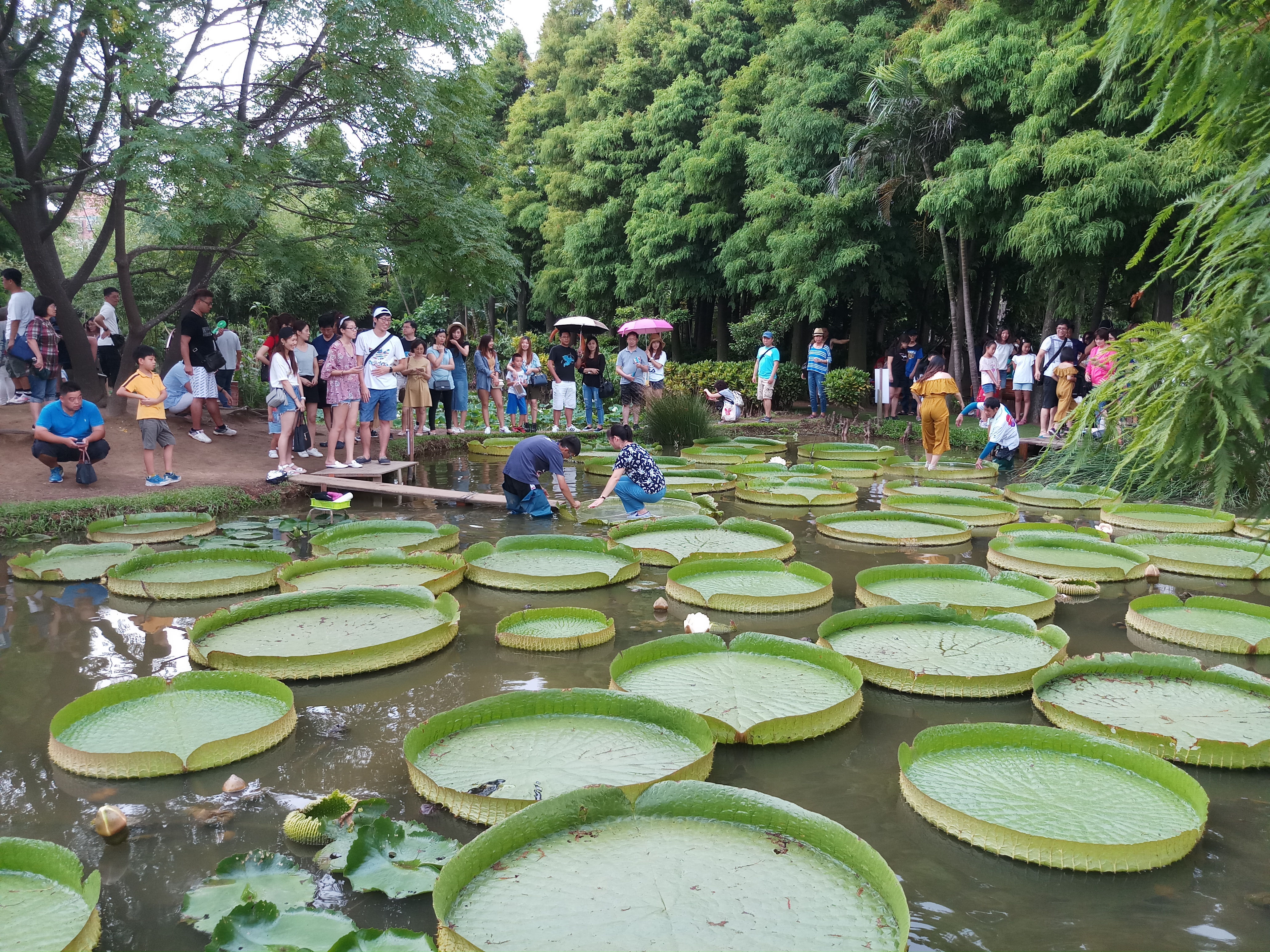 桃園市觀音區蓮花季體驗活動，建構蓮花意象形塑成為居民日常生活的一部分。