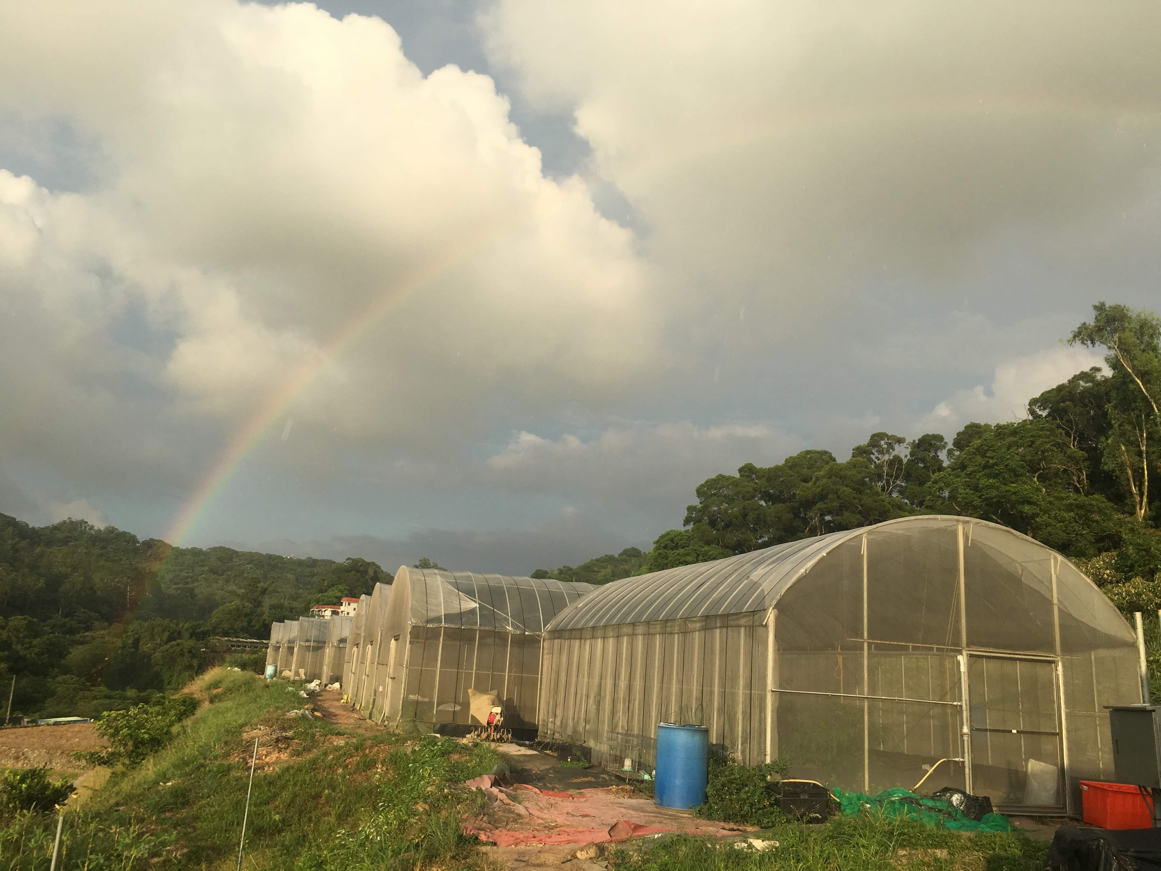 在美麗彩虹下的畦遊季有機農場。