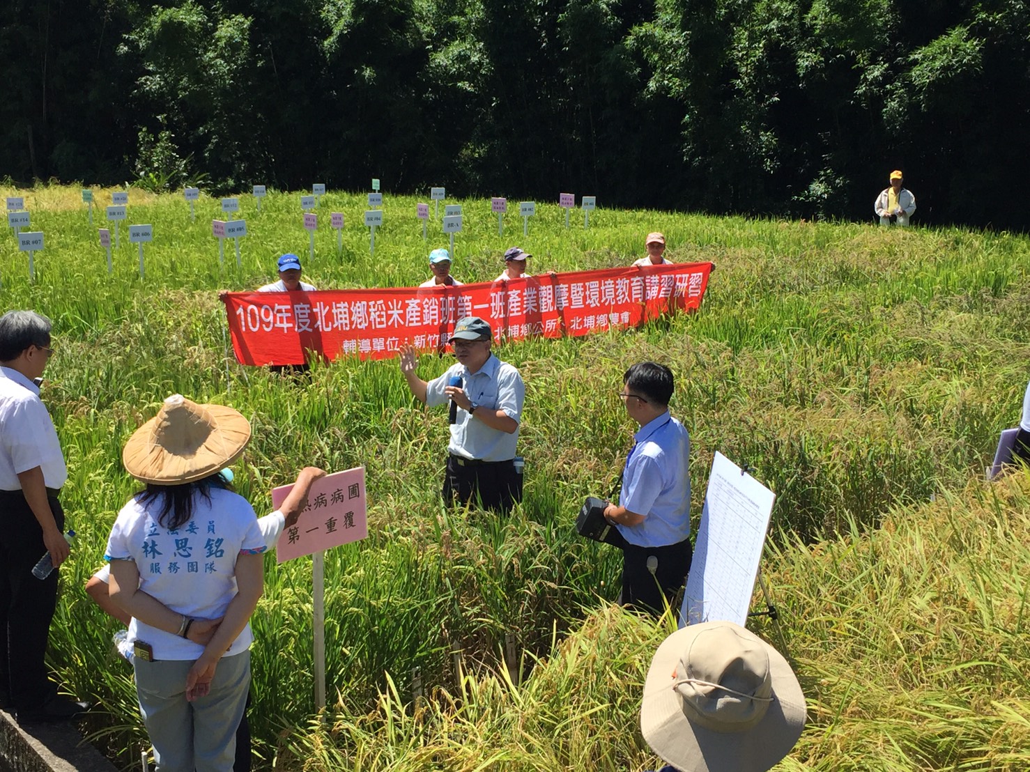 本場簡禎佑副研究員在水稻品種桃園3號抗病試驗田區說明試驗成果。