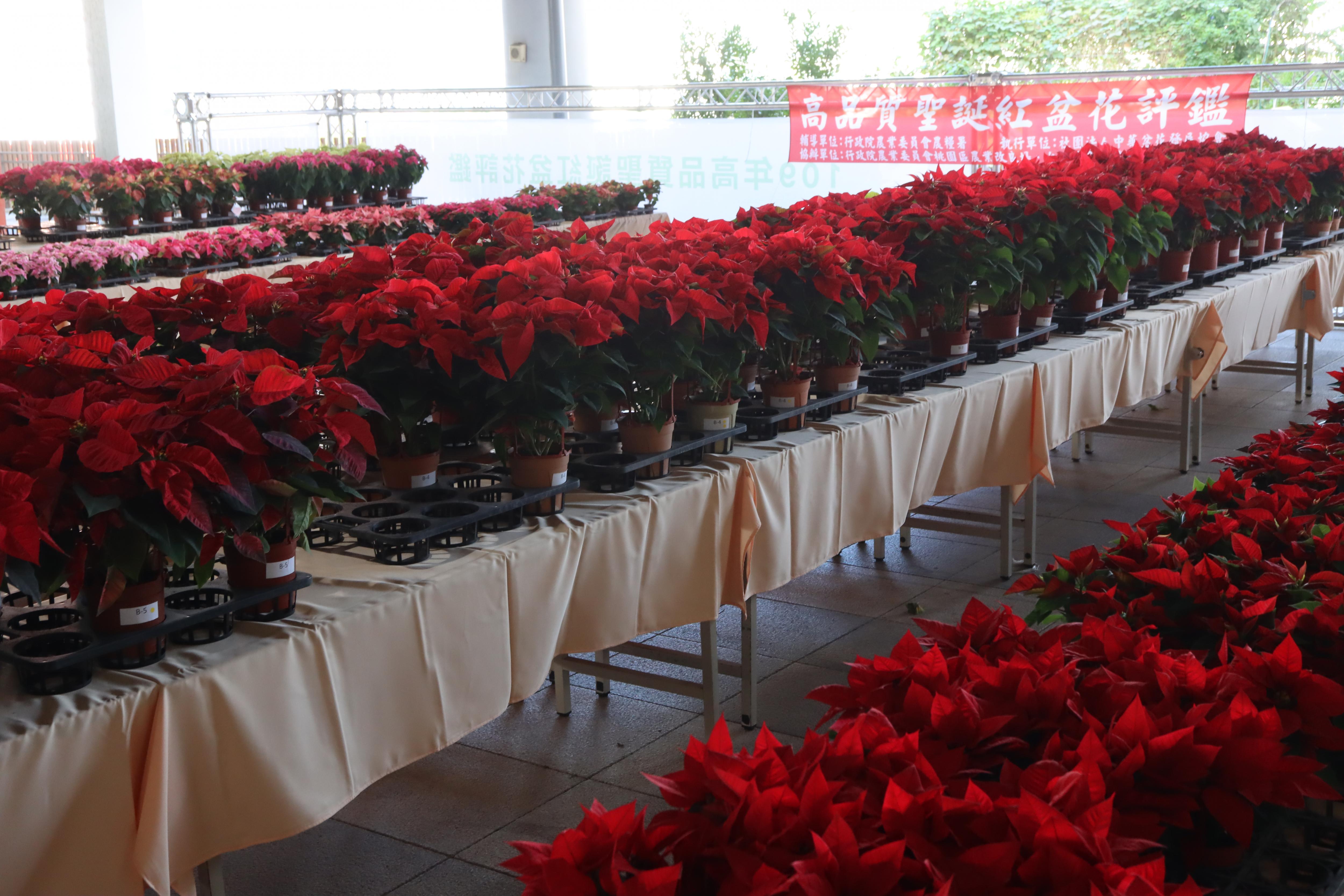 109年高品質聖誕紅盆花評鑑會場。