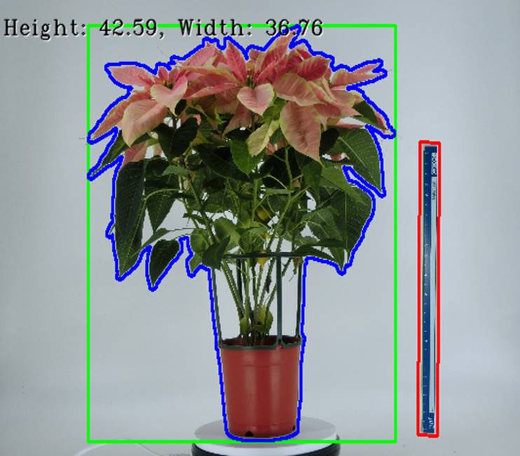含比例尺之側面影像可供辨識聖誕紅盆花產品高度、寬度及花莖整齊度。