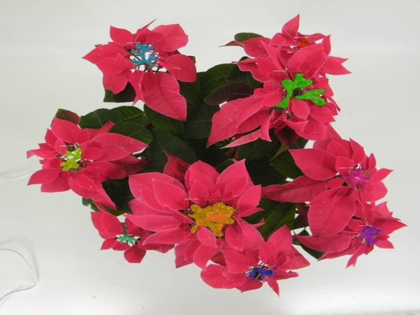 聖誕紅俯視影像可供辨識花序數量、花面圓整度及花序緊密度。