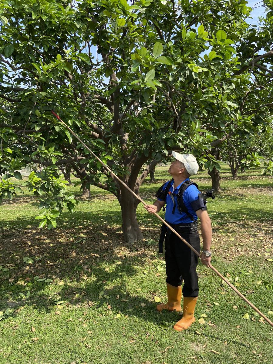 省力輔具應用於文旦修枝田間作業。