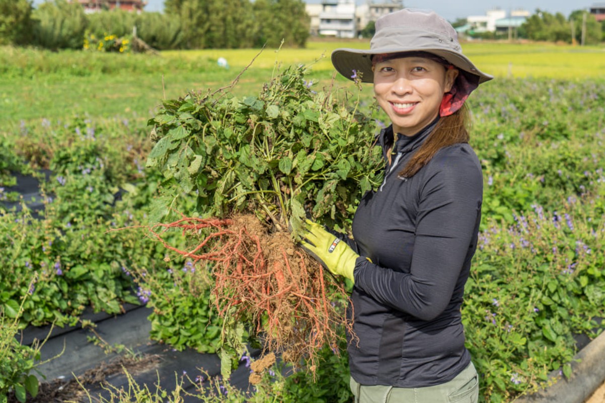 芷妘開心地採收丹參。