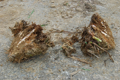 以利刃將母莖縱切供茭白育苗假植用。