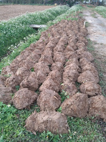 挖取帶土優良母株，然後將根部翻轉，置於田間或空地。