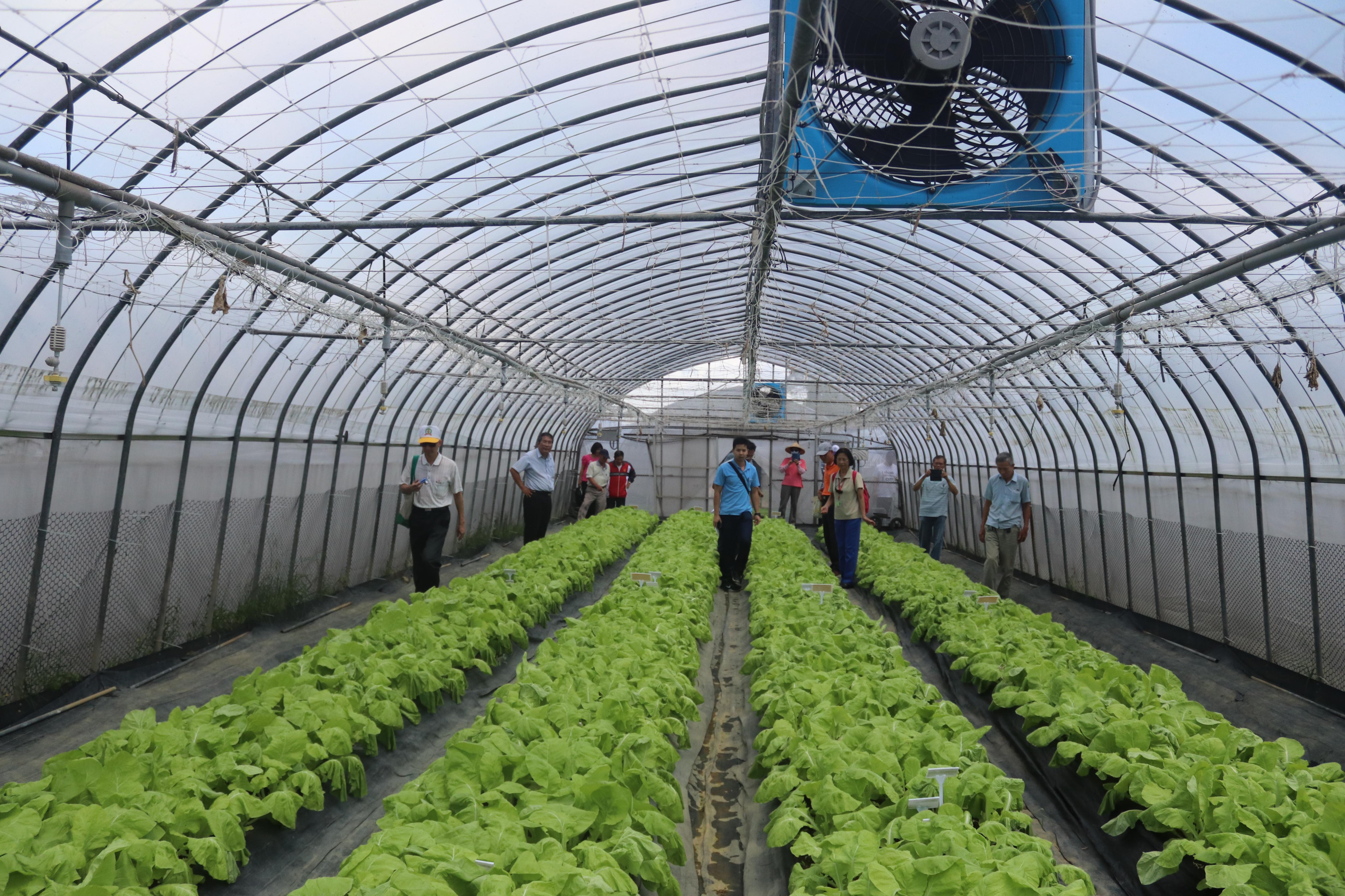 小白菜‘桃園1號-金脆白’及‘桃園2號-嫩香白’示範觀摩會。