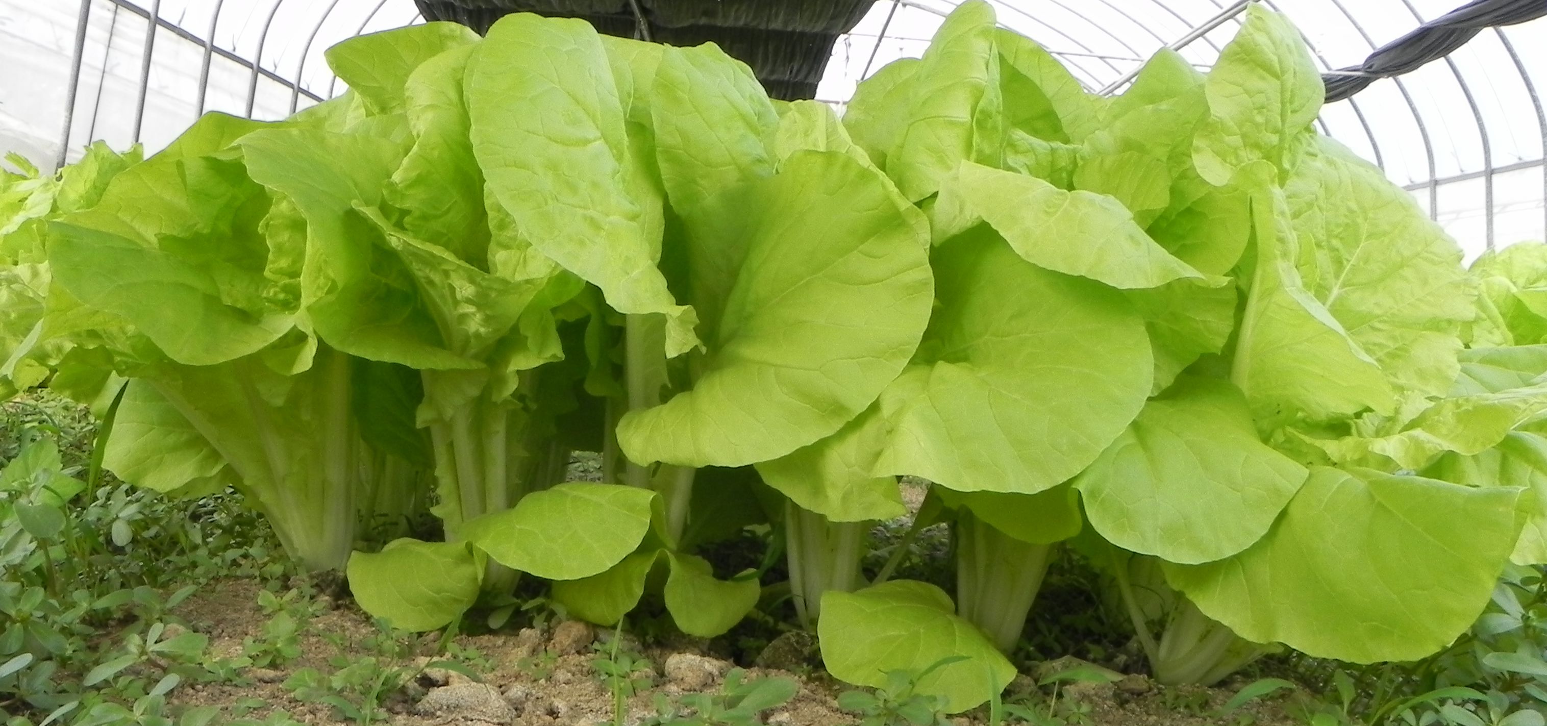 小白菜‘桃園1號-金脆白’植株立面照。