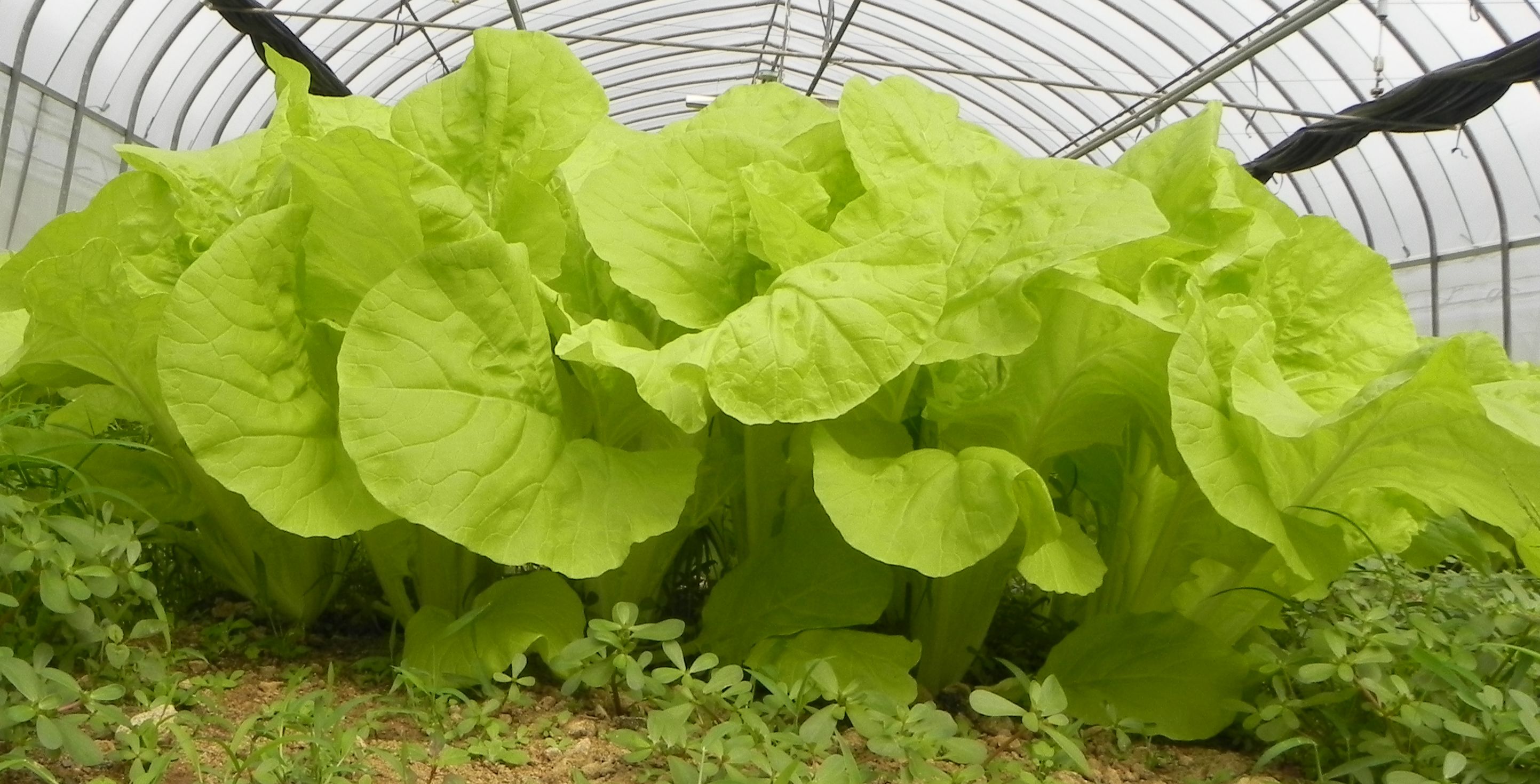 小白菜‘桃園2號-嫩香白’植株立面照。