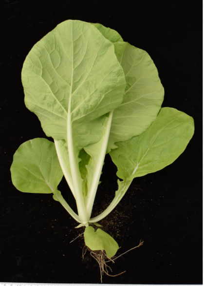 小白菜‘桃園1號-金脆白’葉色淺綠色、葉姿直立、葉質柔嫩。