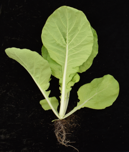 小白菜‘桃園2號-嫩香白’葉色淺綠色、葉姿半直立、葉質柔嫩。