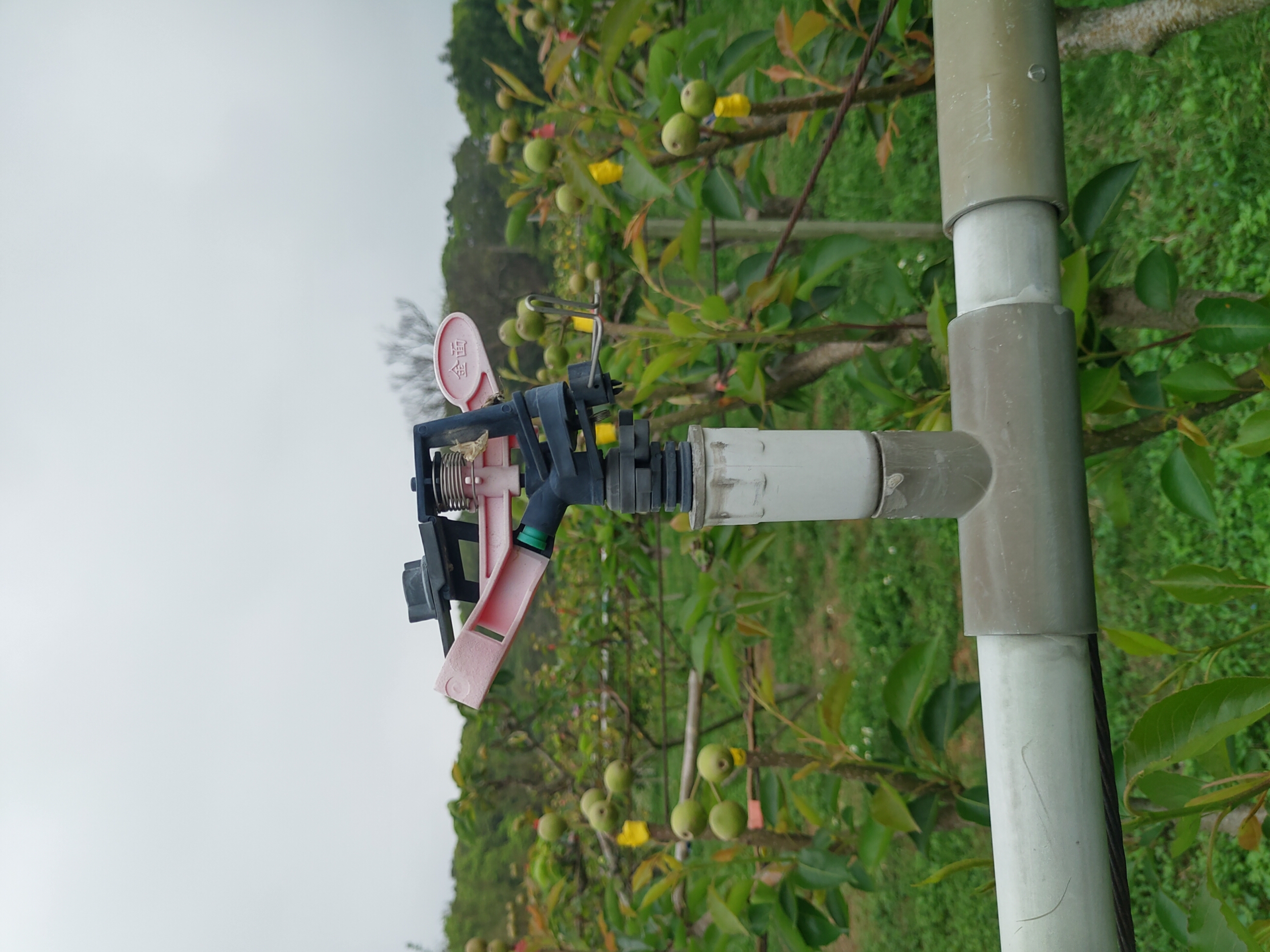 高接梨園管路灌溉。