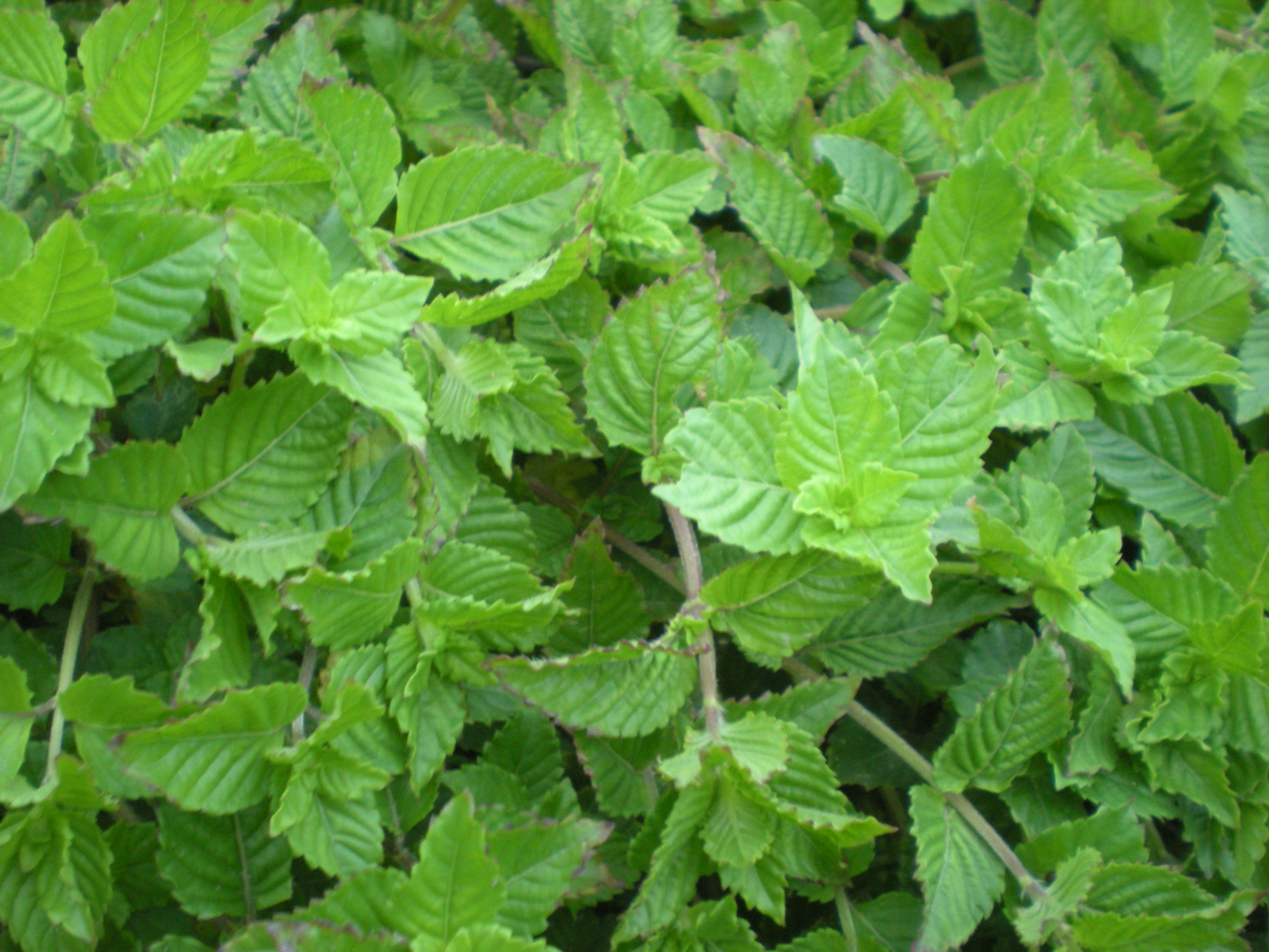 仙草‘桃園1號’健康種苗。